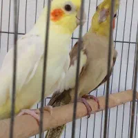 عروس هلندی سخنگو