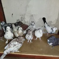 کفتر