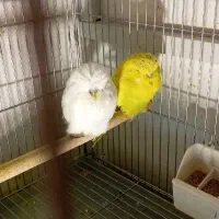مرغ عشق انگلیسی گرید +A