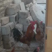 خروس جوان