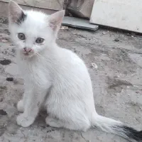گربه سفید