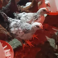 جوجه مرغ خروس نیمچه محلی گلپایگان