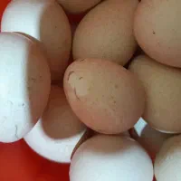 تخم بوقلمون کردی نطفه دار تازه