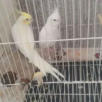 سه عدد عروس هلندی