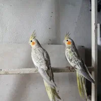 عروس هلندی