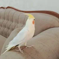 عروس لوتینو نر