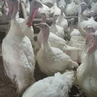 بوقلمون گوشتی
