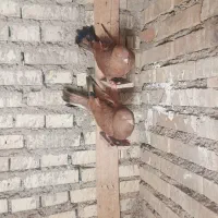 کبوتر پرتغالی