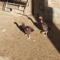 2عددخروس‌لاری‌خیلی‌بانژاد