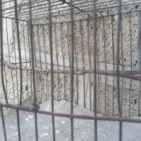 قناری اهوازی