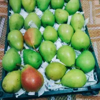 گلابی