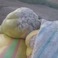 فروش پشم