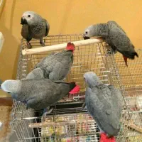 فروش تخم نطفه دار کاسکو