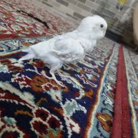 عروس هلندی سفید