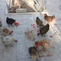 مرغ و خروس محلی