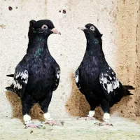 کفتر سینه سیاه نوک سفید