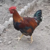خروس سیاه درشت جوان