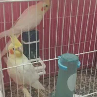جفت عروس هلندی
