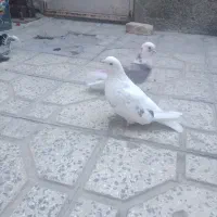 کفتر