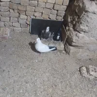 دمسیاه ماده