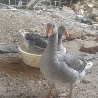 غاز اکراینی نر و ماده