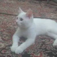 گربه پرشین اصل