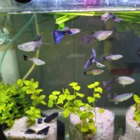 ماهی گوپی .ماهی زینتی.بلو‌ مسکو.