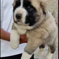 سگ توله قدرجون الابای