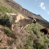 سگ گله|سگ|خواجه, |دیوار