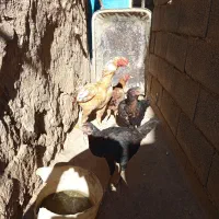 خروس و مرغ لاری افغان قد بلند