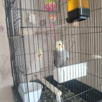 یک جفت عروس هلندی سرحال