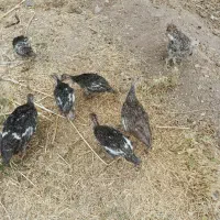 فروش فوری 5عدد جوجه بوقلمون 2ماهه