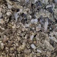 کود فضله چلغوز زل کبوتر کفتر