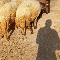 میش داشتی