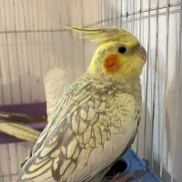 یک جفت عروس گل باقالی دستی و رام