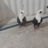 سه جفت کفتر .مخمل .دوم سفید.سرور.