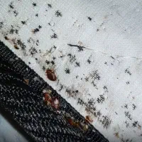 سمپاشی ساس سوسک موریانه در یک مرحله 100درصد تضمینی