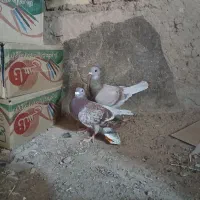 کبوتر