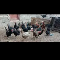 مرغ خروس محلی یکجا بفروش می‌رسد