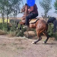 اسب
