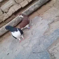 کفتر|پرنده|مشهد, تبادکان|دیوار