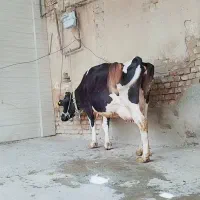 گاو ابستن شیری مزرعه