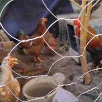 مرغ خروس تخم گذار