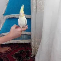 جوجه عروس هلندی لوتینو