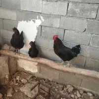 مرغ وخروس زاغ