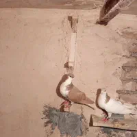 کفتر
