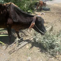 گاو‌‌سماه‌ابستن‌