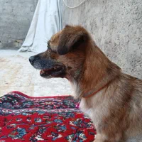 واگذاری
