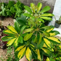 فروش انواع گل‌های آپارتمانی با بهترین کیفیت|گل و گیاه طبیعی|کازرون, |دیوار