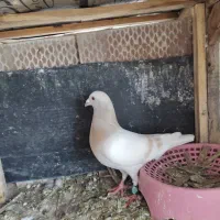 کبوتر کرم نر